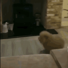 a small dog is sitting on a couch in a dark room .