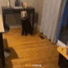 a blurred image of a dog in a room with the words betsmove written on the bottom