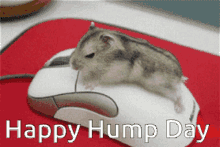 Happy Hump Day Mouse GIF - Happy Hump Day Mouse Heyy GIFs