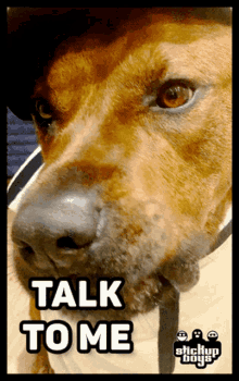 Stickupboys Dog GIF - Stickupboys Dog Talk To Me GIFs