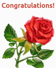 rose congratulations red rose congrats flower