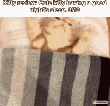 kitty review cat review