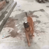 a dog is drinking water from a cup on the ground .
