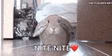 a rabbit is walking on a tiled floor with the words `` nite nite '' written next to it .