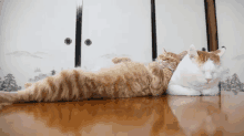 Cat Pillow GIF