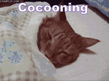 Cocooning GIF