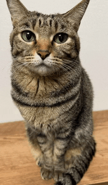 a close up of a cat sitting on a wooden table looking at the camera .