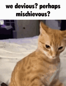 Cat Sus GIF - Cat Sus Mischievous GIFs
