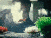 a man looking at a fish in a tank
