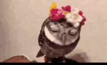 Owl Cute Owl GIF - Owl Cute Owl Kawaii Owl GIFs