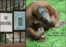 Lol GIF - Orangutan No Smoking GIFs