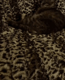 a leopard print blanket with a cat laying on it