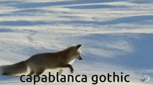 Capablanca Gothic GIF - Capablanca Gothic Fox GIFs