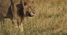 Lion Coming In Savage Kingdom GIF