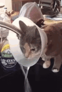 Cat Drinking GIF - Cat Drinking Funny Animals GIFs