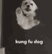 Kung Fu Dog Wiggle GIF - Kung Fu Dog Wiggle Spin GIFs