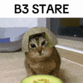 a cat wearing a melon hat is sitting next to an avocado .