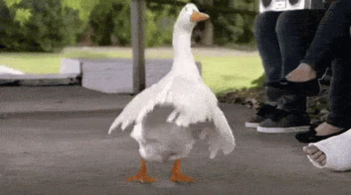 goose-dance.gif