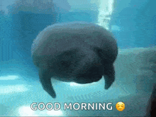 a manatee is swimming in the water with the words `` good morning '' below it .