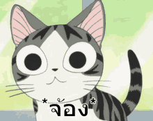 แมว จี้จัง จ้อง GIF - Chi Cat Stare GIFs