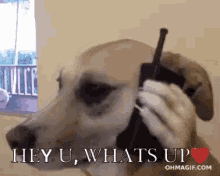 Hello Yes Hello Dog Here GIF - Hello Yes Hello Dog Here Cellphone GIFs