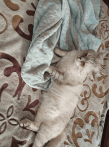 a cat is laying on its back on a bed with a blanket on top of it