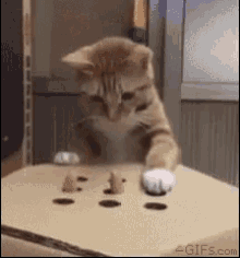 Surprise Cat GIF - Surprise Cat Box GIFs