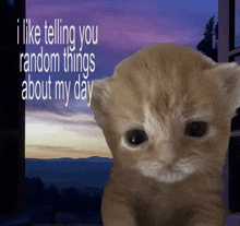 a picture of a cat with the words " i like telling you random things about my day " above it