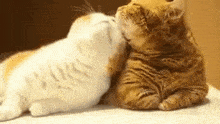 Cats Cuddling GIF - Cats Cuddling GIFs