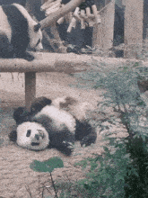two panda bears are laying on their backs in a zoo