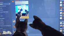 Wierd Cat GIF - Wierd Cat Cats GIFs