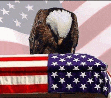 a bald eagle is sitting on top of an american flag on a coffin .