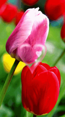 Tulipán Szívvel GIF
