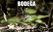 Bodega Kaperoo GIF - Bodega Kaperoo Ogre Spider GIFs