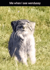Cat Mountain Cat GIF - Cat Mountain Cat Wendussy GIFs