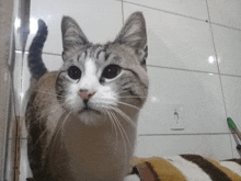 Gatos Quitana GIF - Gatos Quitana GIFs