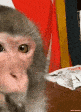 Monkey Thinking GIF - Monkey Thinking Monkey Thinking GIFs