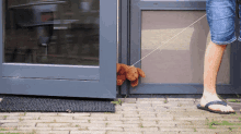Dog Door GIF