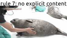 Seal Seals GIF - Seal Seals Discord Rules GIFs
