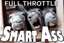 Smart Ass Horses GIF - Smart Ass Horses GIFs