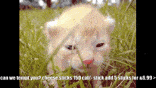 The Big Sale Cat GIF - The Big Sale Cat Cat Meme GIFs