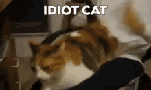 Idiot Cat Dumb Cat GIF