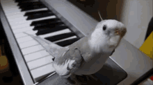 Sing Along! GIF - Birds Piano Singing GIFs