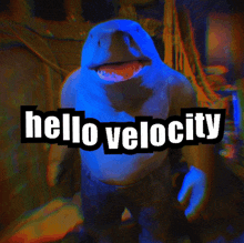 a picture of a shark with the words hello velocity on it