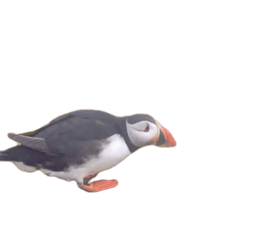 Walking Penguin Sticker - Walking Penguin Bird Stickers
