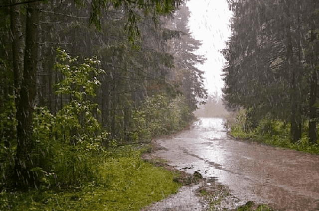 Forest rain nature GIF on GIFER - by Meztishicage