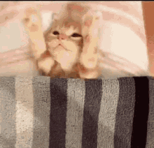 Nap Time Sleep GIF - Nap Time Sleep Kitty GIFs
