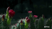 bloom grow cactus blooming beautiful