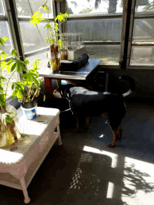 Dog Sniff GIF - Dog Sniff Plants GIFs
