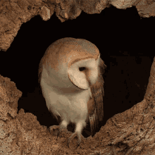 Stare Barn Owl GIF - Stare Barn Owl Robert E Fuller GIFs